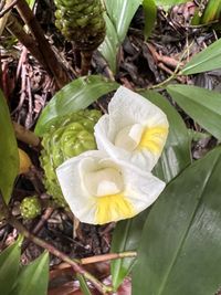 Unknown Costus (Costus dubius) - Ladybird Nursery