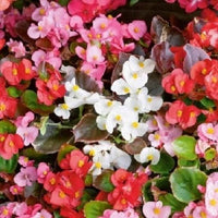 Begonia Ambassador Mix