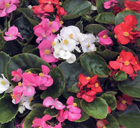 Begonia Ambassador Mix