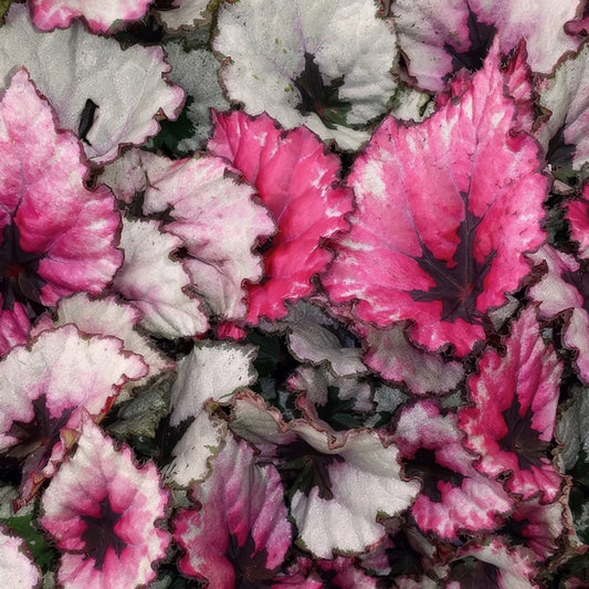 Begonia Rex ‘Kotobuki’ - Ladybird Nursery