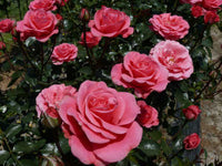 Rose Bonica 3 ft Standards (Pick up only) - Ladybird Nursery