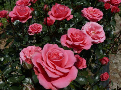 Rose Bonica 3 ft Standards (Pick up only) - Ladybird Nursery