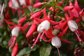 Fuchsia 'Bella Evita'