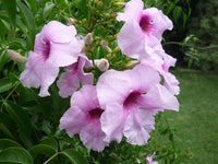 Belle of the Ball (Pandorea jasminoides)