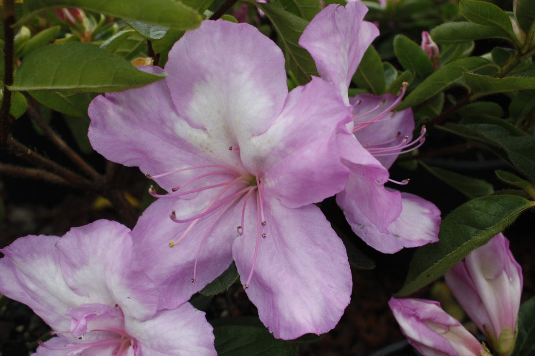 Azalea Rosa Belton - Ladybird Nursery