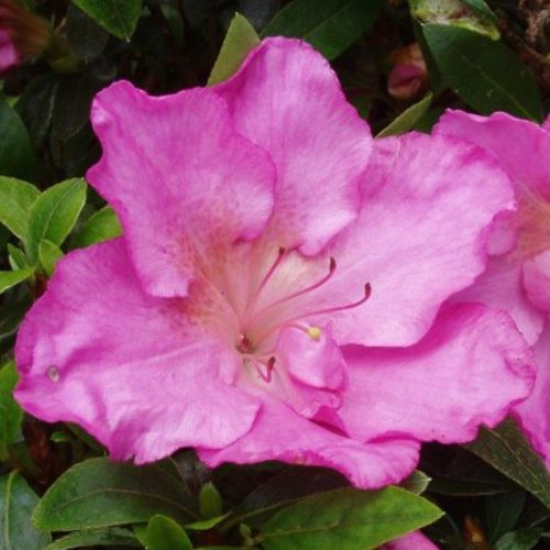 Azalea Rosa Belton