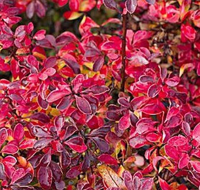 Pow Wow Japanese Barberry (Berberis thunbergii) - Ladybird Nursery