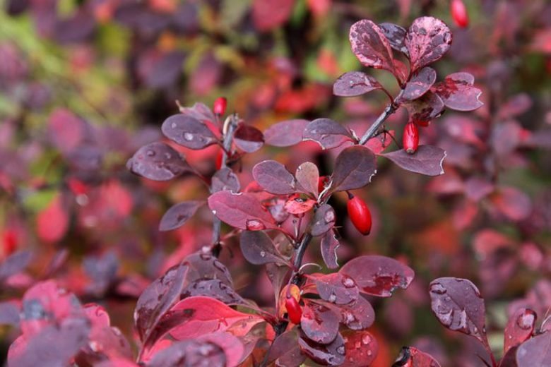 Rosy Glow Japanese Barberry (Berberis thunbergii) - Ladybird Nursery