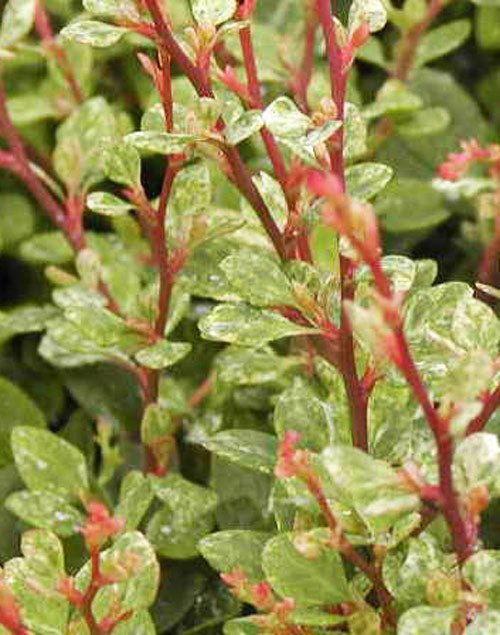 Silver Beauty Japanese Barberry (Berberis thunbergii) - Ladybird Nursery