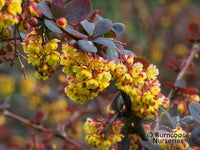 Silver Miles Barberry ottawensis (Berberis x)