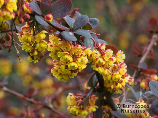 Silver Miles Barberry ottawensis (Berberis x)