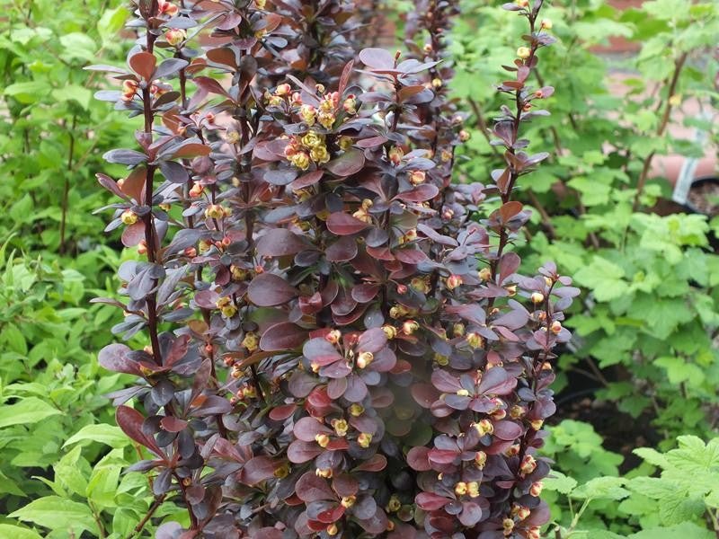 Helmond Pillar Japanese Barberry (Berberis thunbergii) - Ladybird Nursery