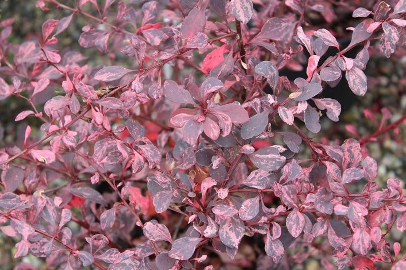 Rosy Glow Japanese Barberry (Berberis thunbergii) - Ladybird Nursery