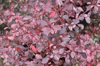 Rosy Glow Japanese Barberry (Berberis thunbergii) - Ladybird Nursery