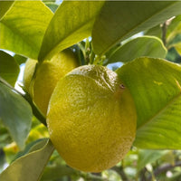 Orange Bergamot (QLD Only)