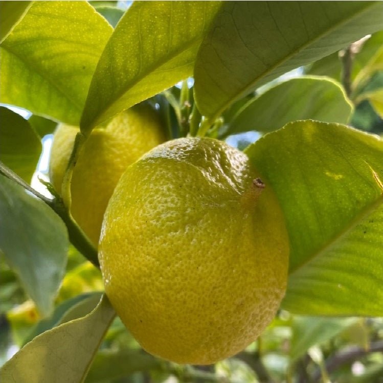 Orange Bergamot 250mm Pot (QLD Only) - Ladybird Nursery