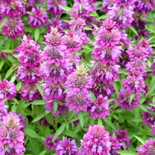 Lemon Bergamot (Monarda citriodora)
