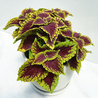 Coleus Coleosaurus