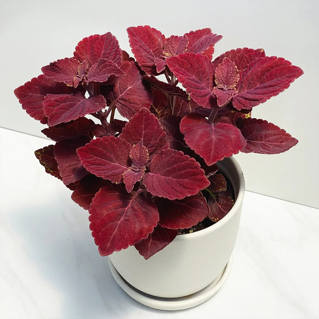 Coleus Ruby Slipper