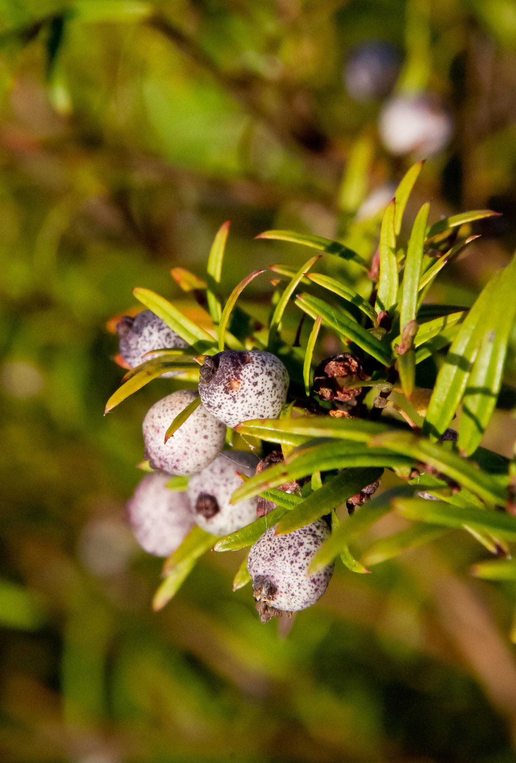 Midyim Berry (Austromyrtus dulcis)