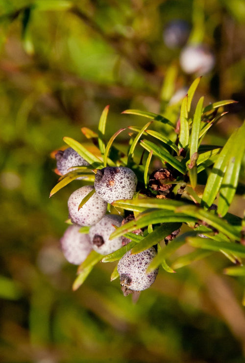 Midyim Berry (Austromyrtus dulcis) - Ladybird Nursery