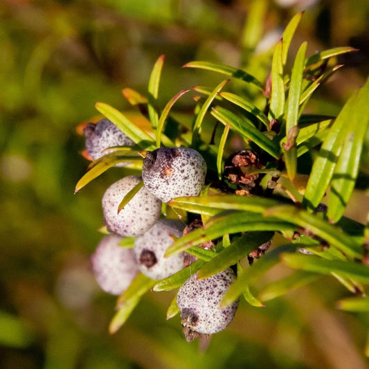 Midyim Berry (Austromyrtus dulcis) - Ladybird Nursery