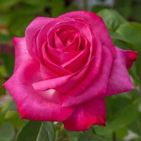 Rose Best Friend 2 ft Standards (Rosa) - Ladybird Nursery