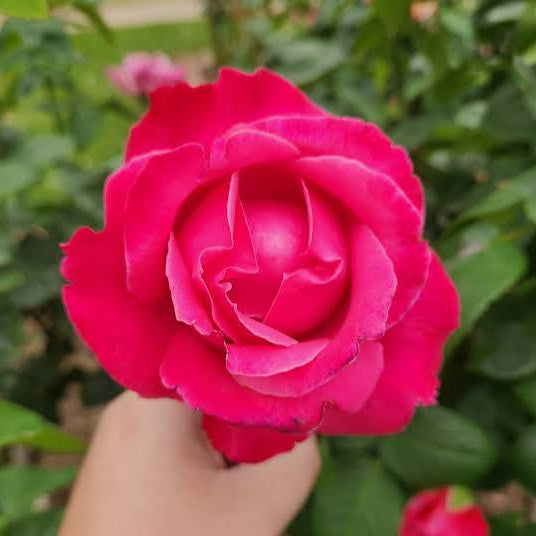 Rose 'Best friend' 3ft (PICKUP ONLY)