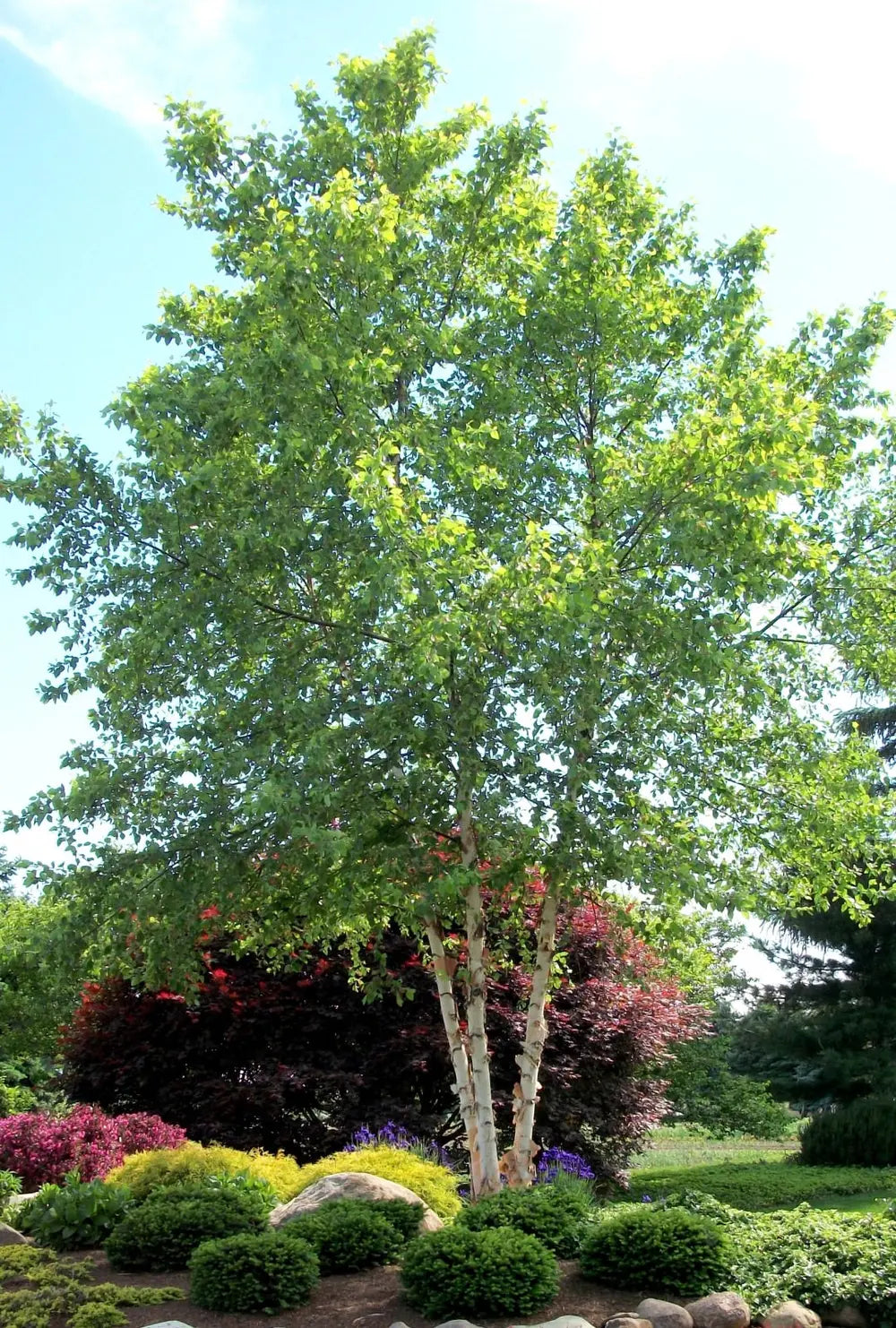 River Birch (Betula nigra)