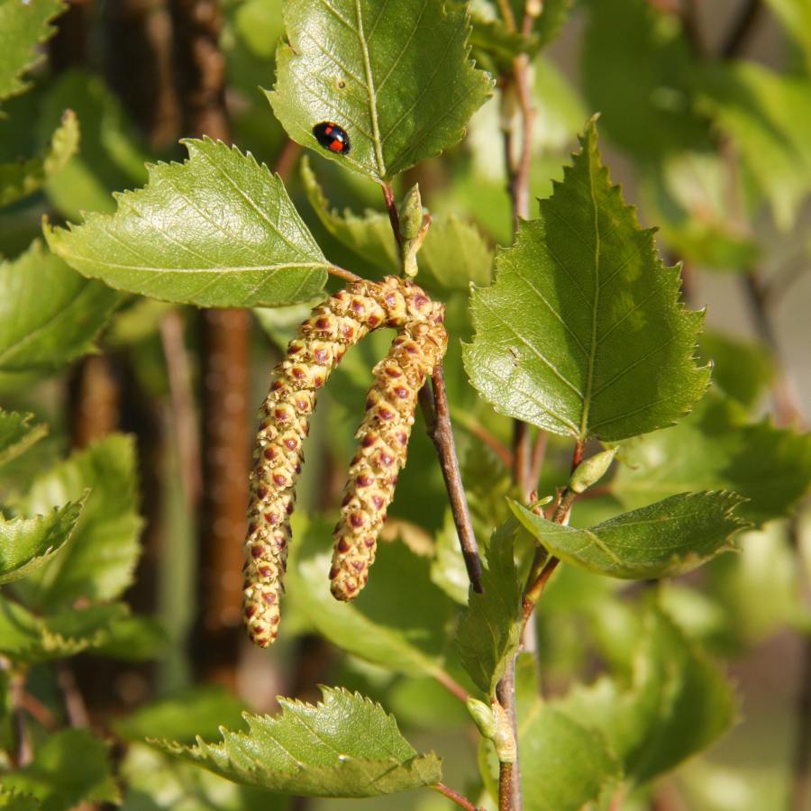 Upright Silver Birch fastigiata (Betula pendula) - Ladybird Nursery
