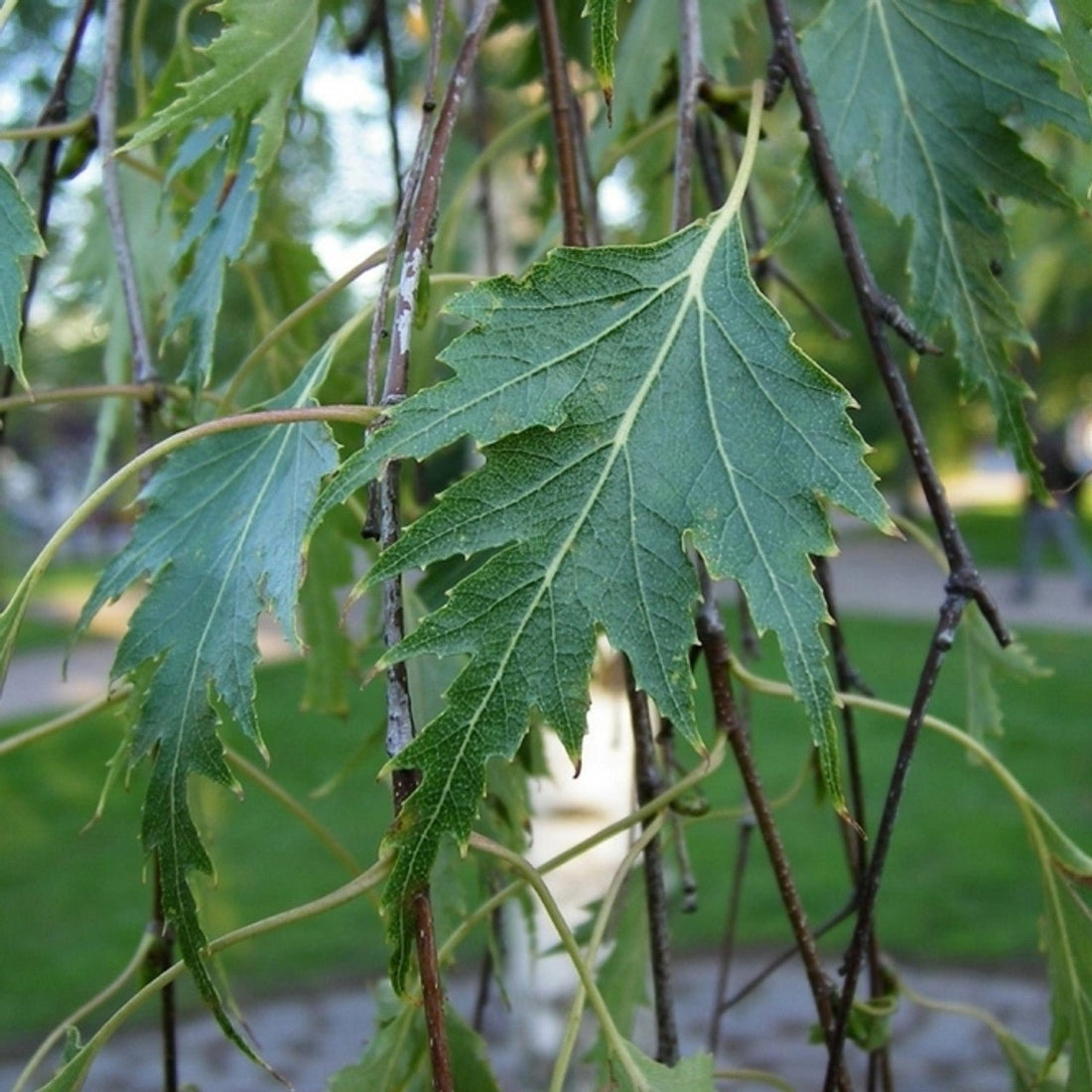 Cut Leaf Birch Dalecarlica (Betula pendula) - Ladybird Nursery