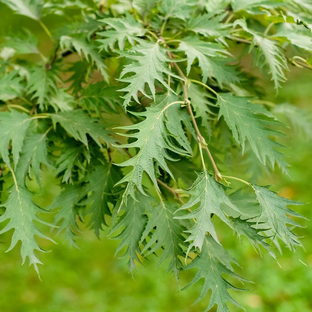 Cut Leaf Birch Dalecarlica (Betula pendula) - Ladybird Nursery