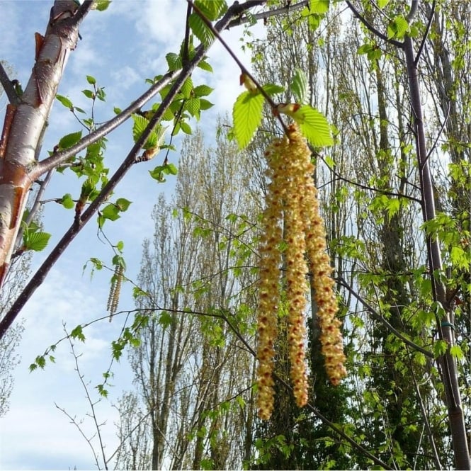 Himalayan Birch Jacquemontii Jermyns (Betula utilis)