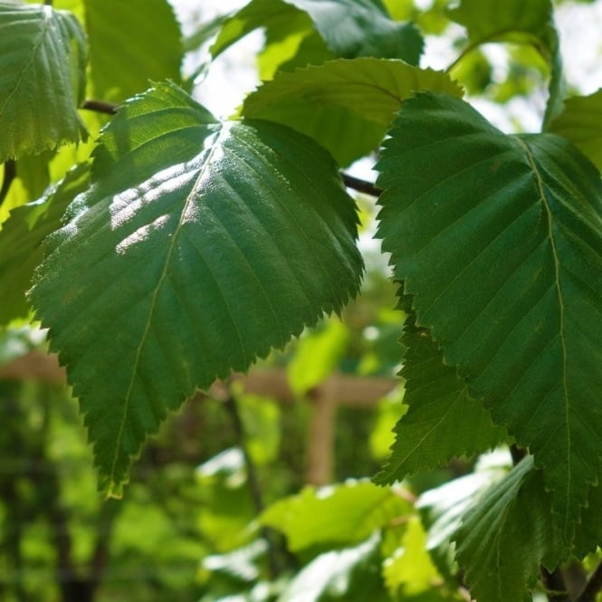 Himalayan Birch Jacquemontii Jermyns (Betula utilis)