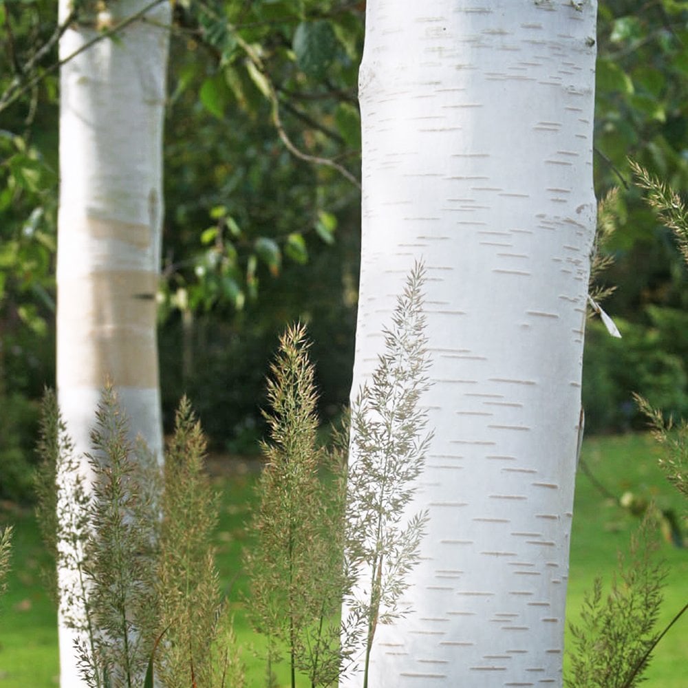 Snow White Birch (Betula Snow)