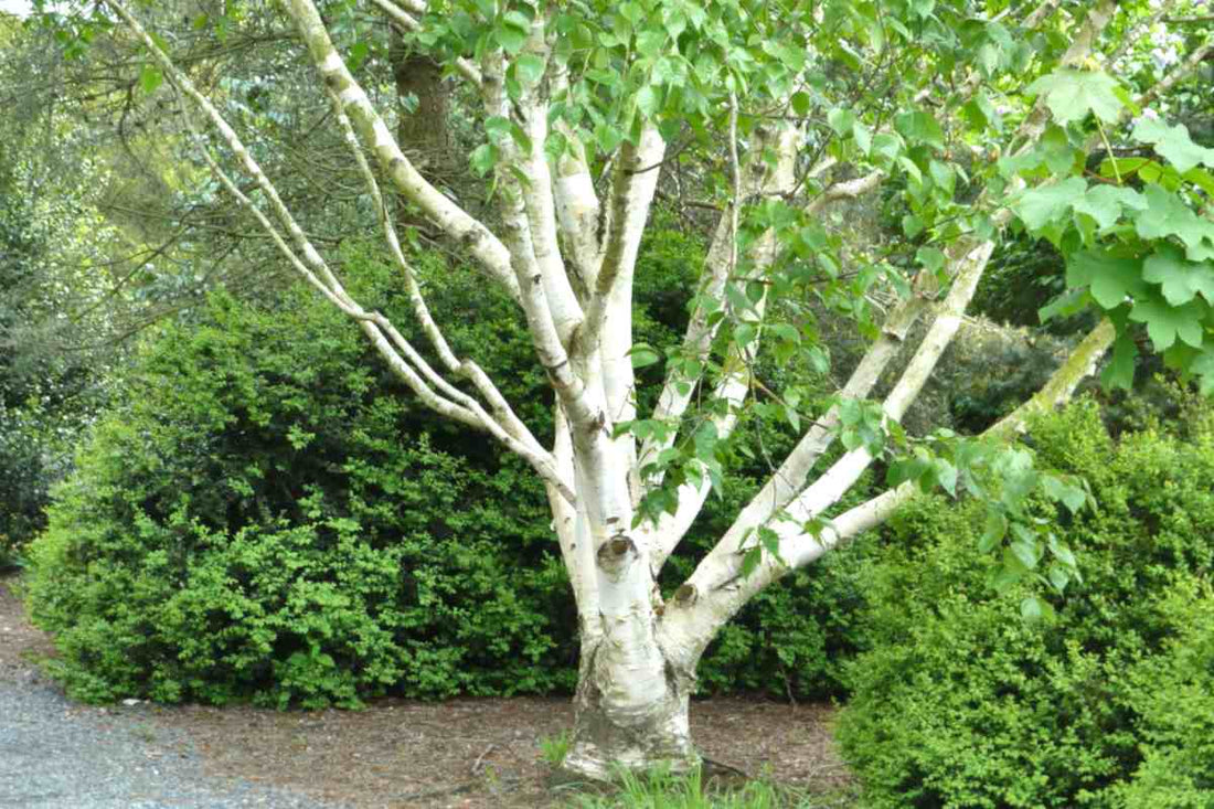 Himalayan Birch Jacquemontii (Betula utilis) - Ladybird Nursery