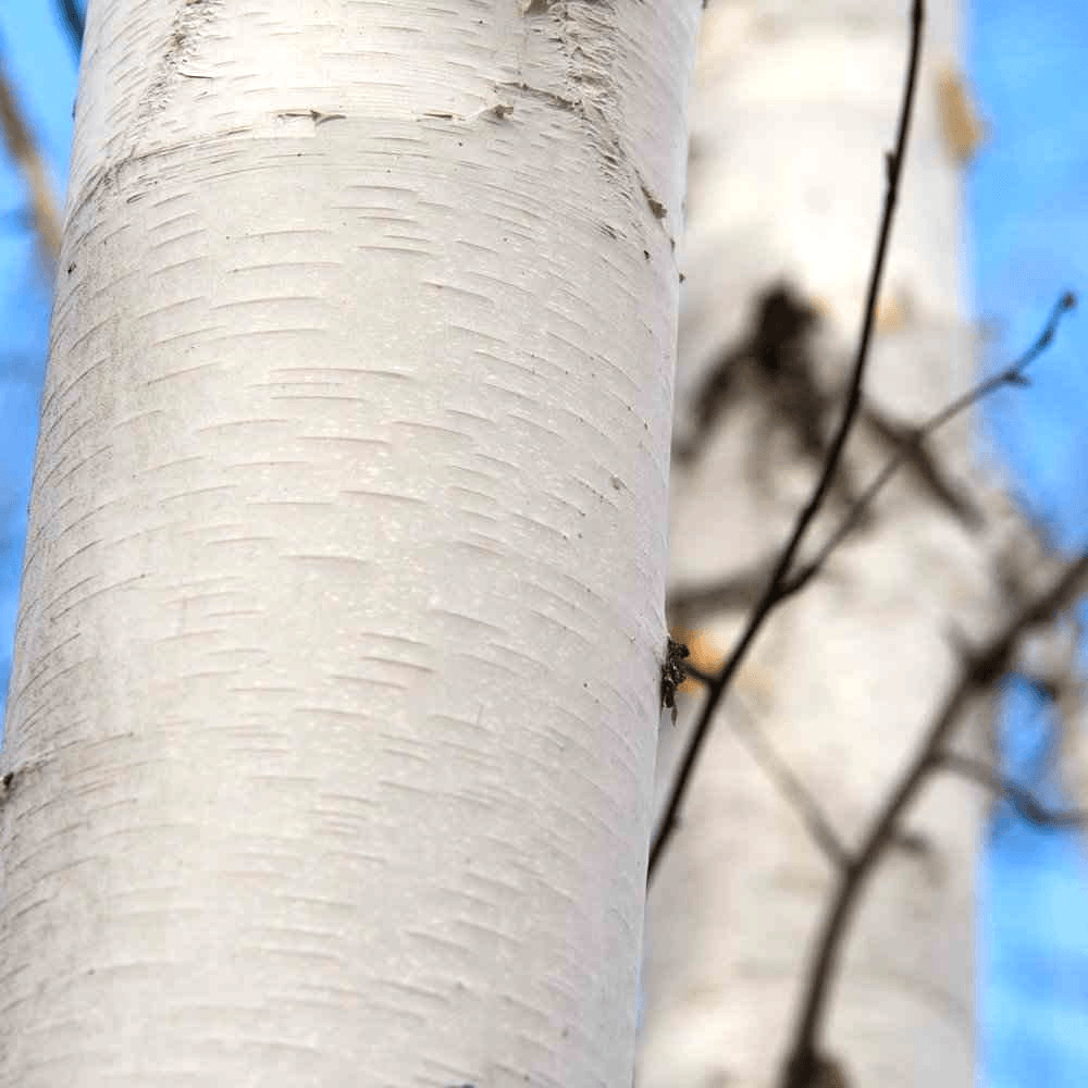 Snow White Birch (Betula Snow) - Ladybird Nursery