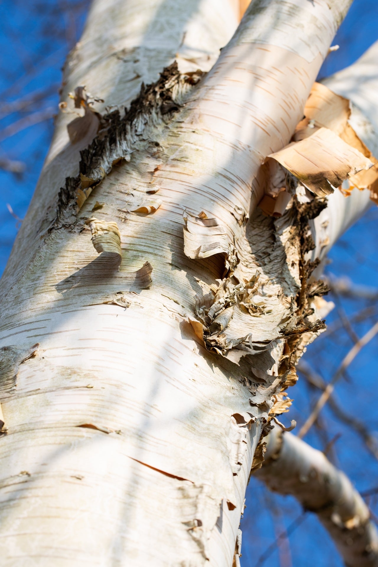 Himalayan Birch Jacquemontii Jermyns (Betula utilis)