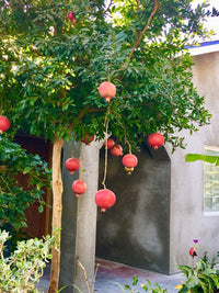 Wonderful Pomegranate - Large - Ladybird Nursery
