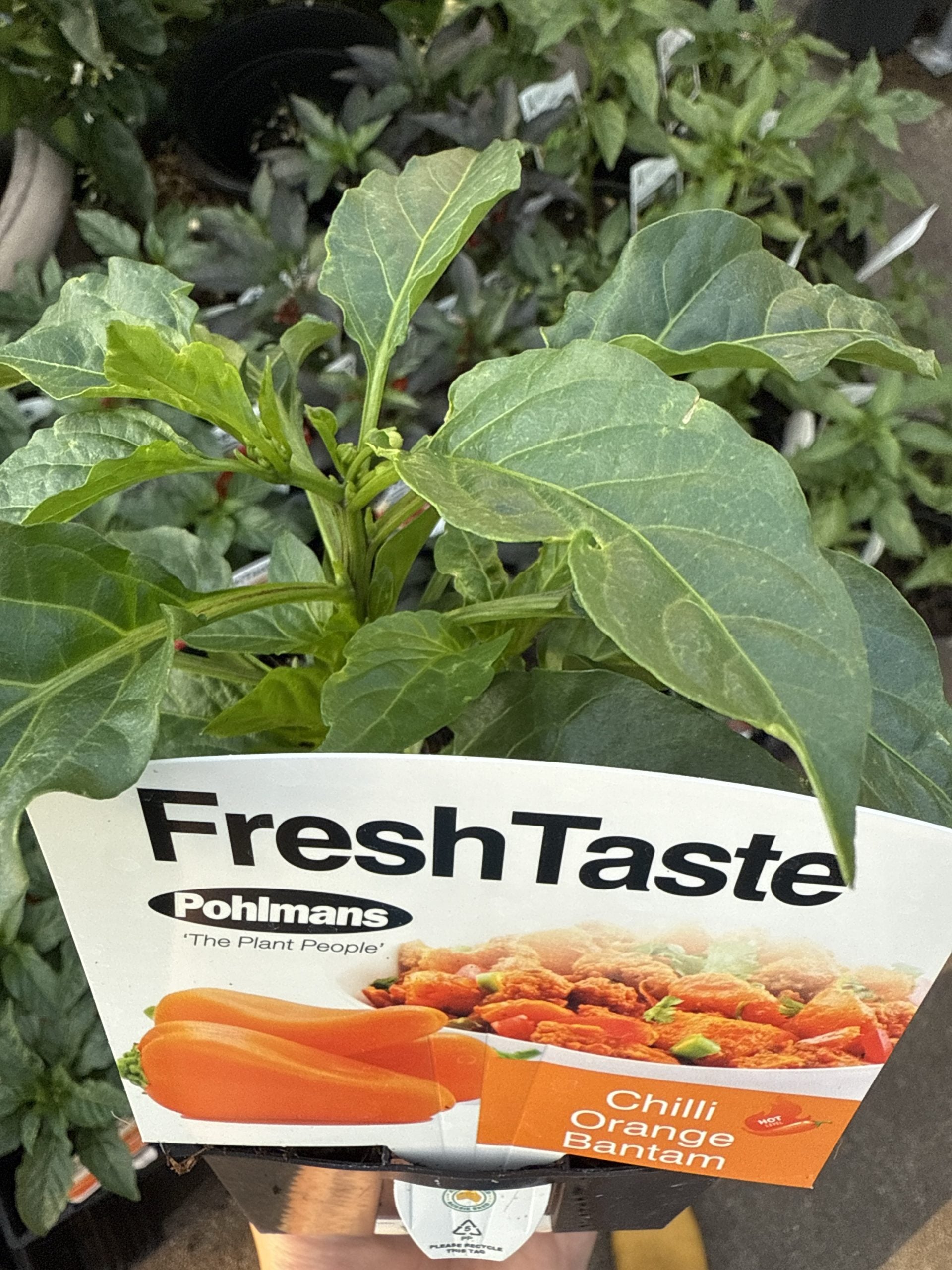 Chilli ‘Orange Bantam’