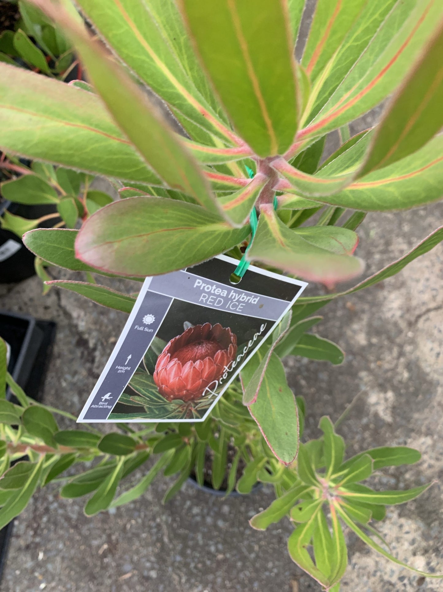 Protea Red Ice 200mm