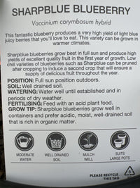 Blueberry 'Sharpe Blue' - Large (Pickup Only) - Ladybird Nursery