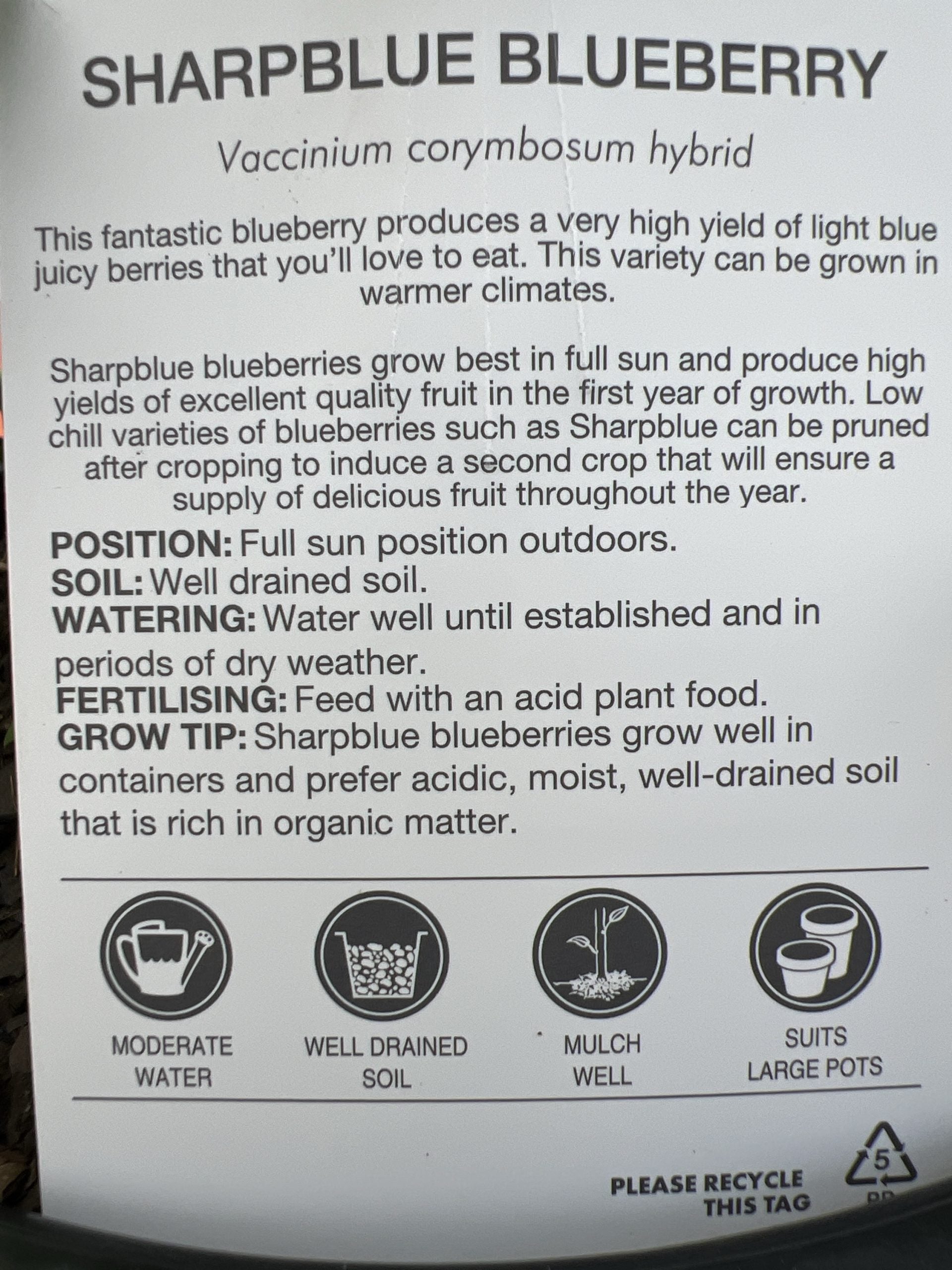 Blueberry Sharpe Blue 330mm PICK UP ONLY (Wine Barrel)