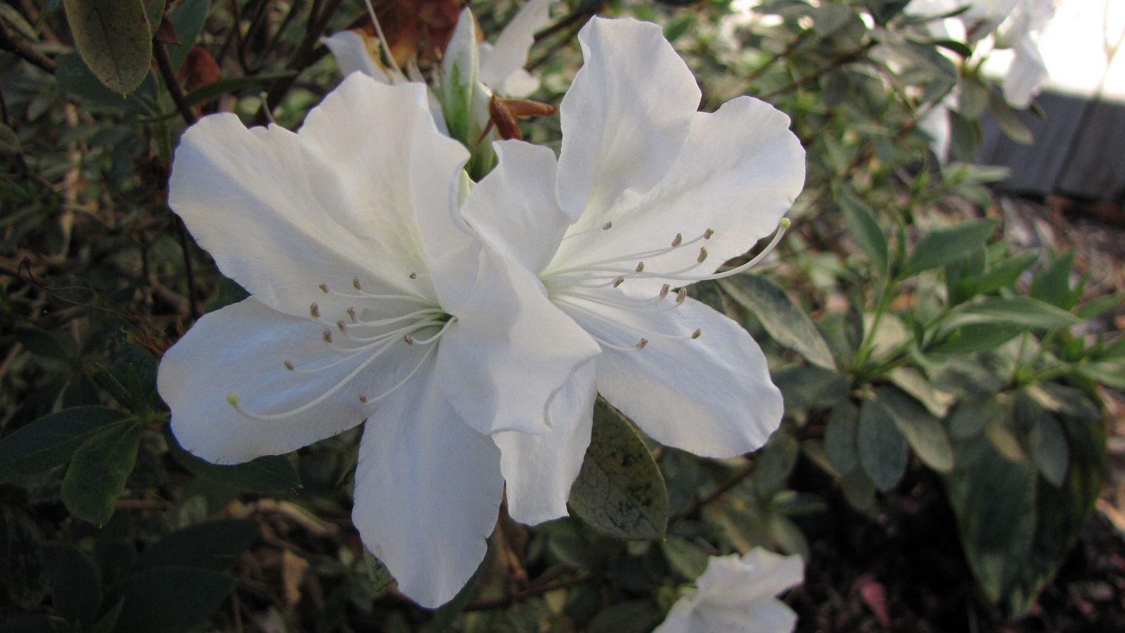 Azalea indica Alba Magna
