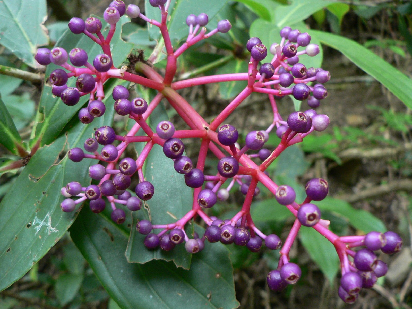 Medinilla 'Bicolour' (Medinilla bicolor Merr) - Ladybird Nursery
