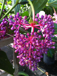 Medinilla 'Bicolour' (Medinilla bicolor Merr) - Ladybird Nursery