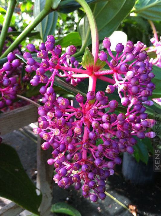 Medinilla 'Bicolour' (Medinilla bicolor Merr) - Ladybird Nursery