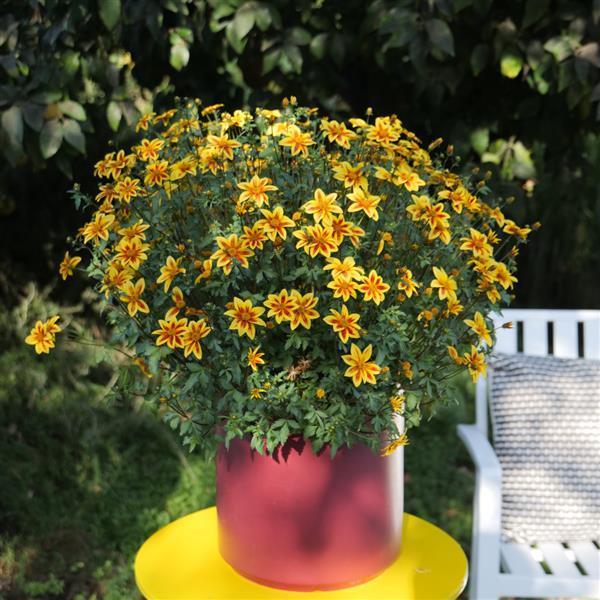 Bidens ferulifolia 'Blazing Star'