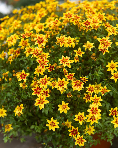 Bidens ferulifolia 'Blazing Star'