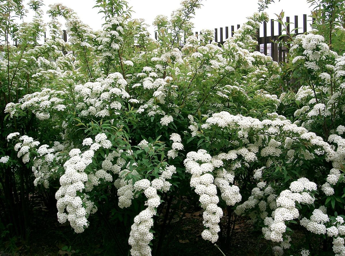 Double Flowering May (Spiraea) - Ladybird Nursery